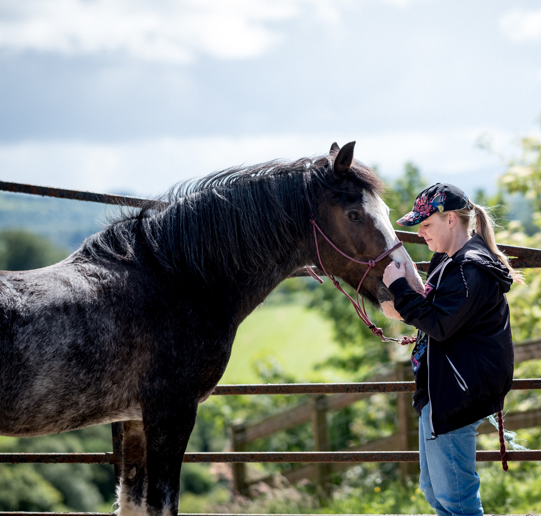 Irish Horse at City of Derry Equestrian